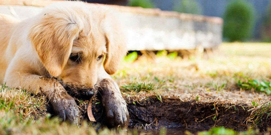 5 Simple Tips to Stop Your Dog from Digging