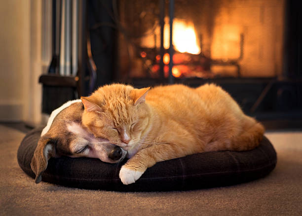 cute-dog-cat-sleeping