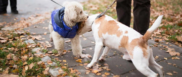 Approach the initial encounter between dogs cautiously as it can establish the atmosphere for their entire relationship. Constantinis/iStock.com