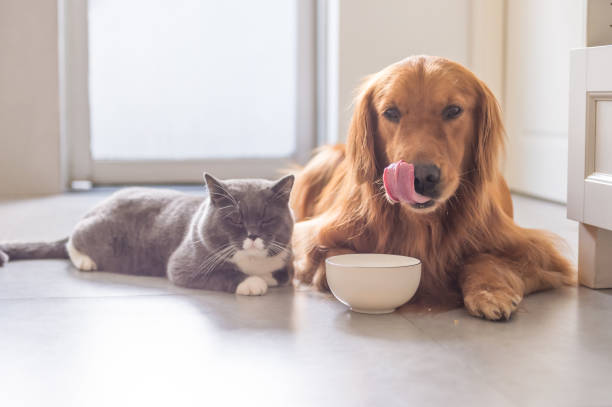 cat-and-dog-free-feeding-vs-scheduled-feeding/