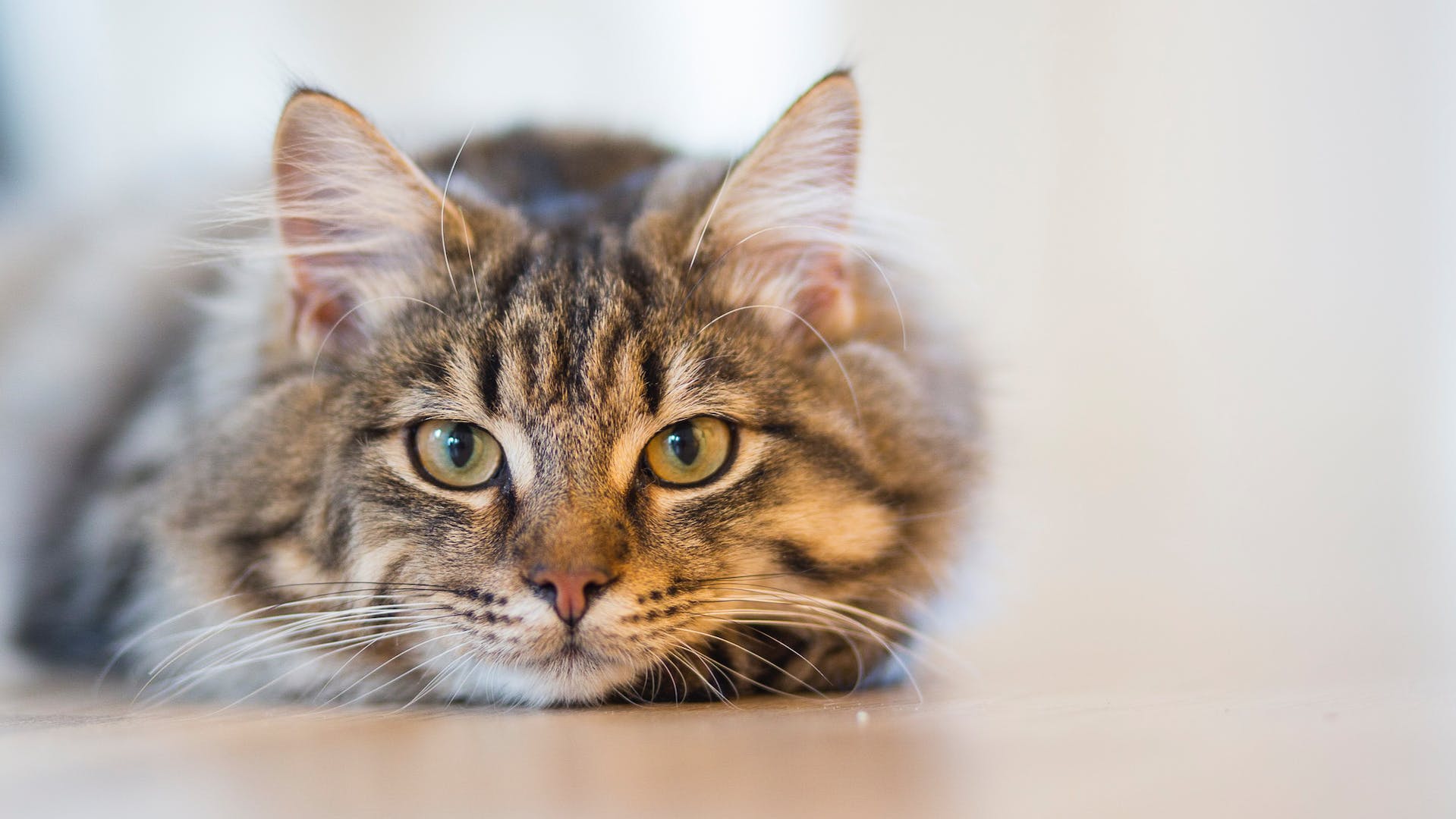 The Essentials of Cat Ownership and Care