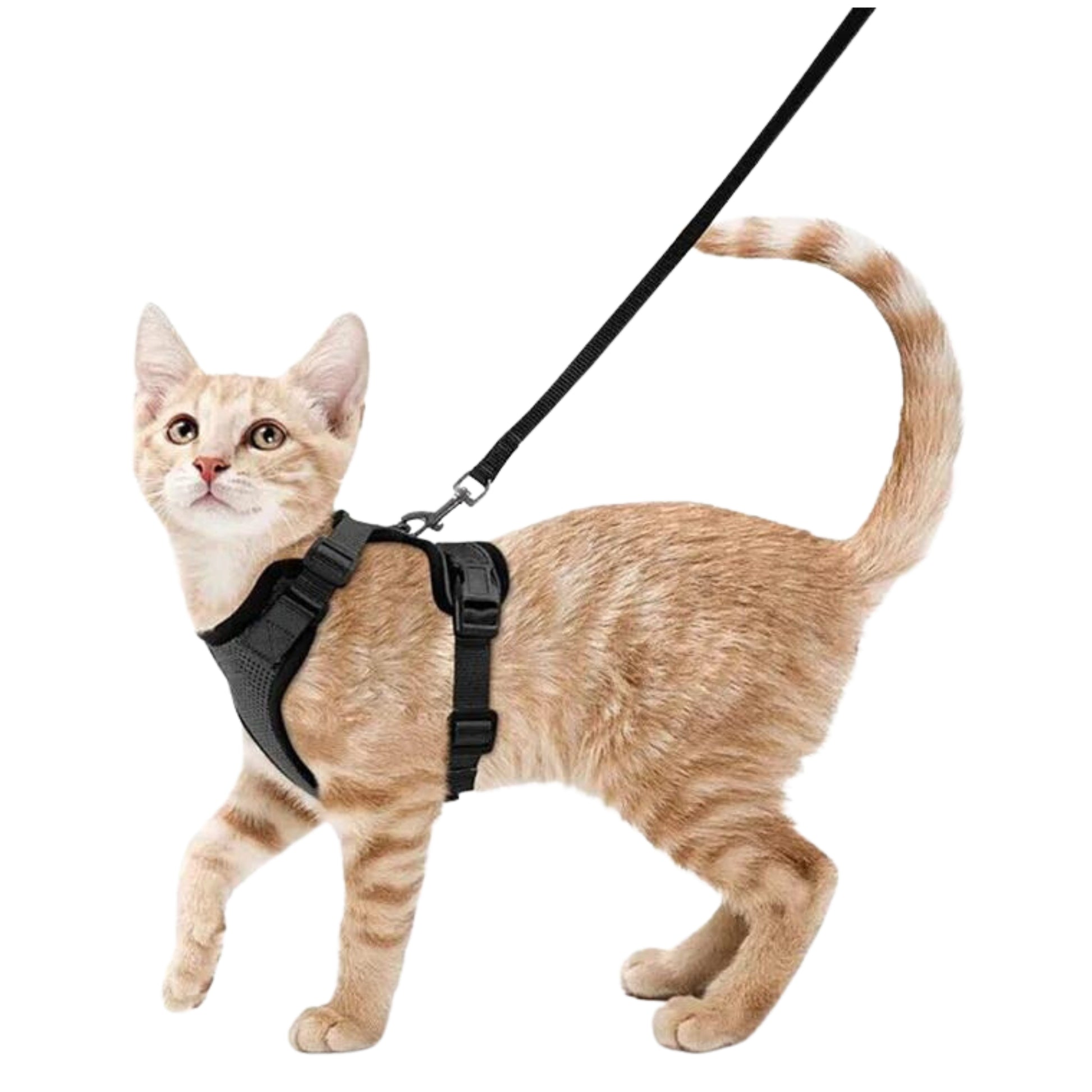 Breathable Cat Harness Leash Set - RavePets